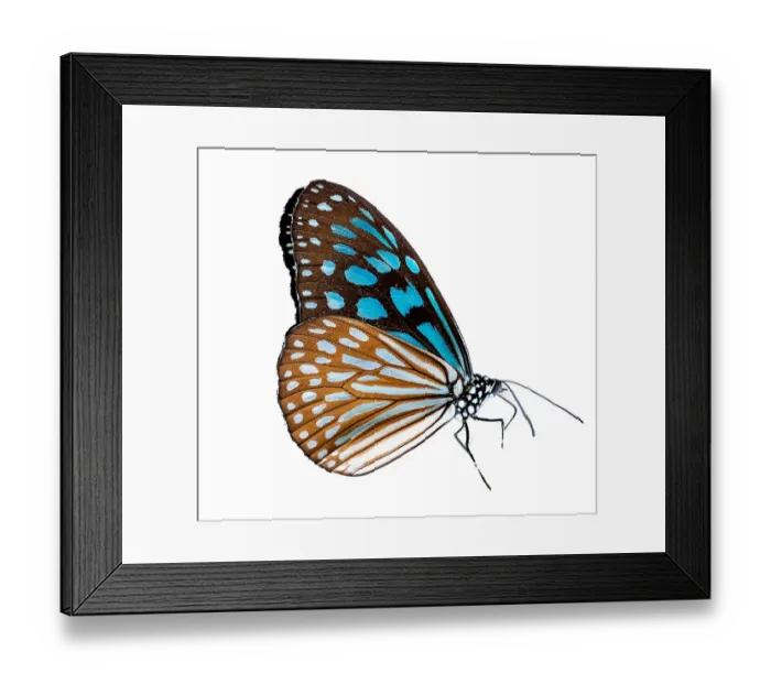 Framed Print : Butterfly on a white background isolate Framed Print : Butterfly on a white background isolate