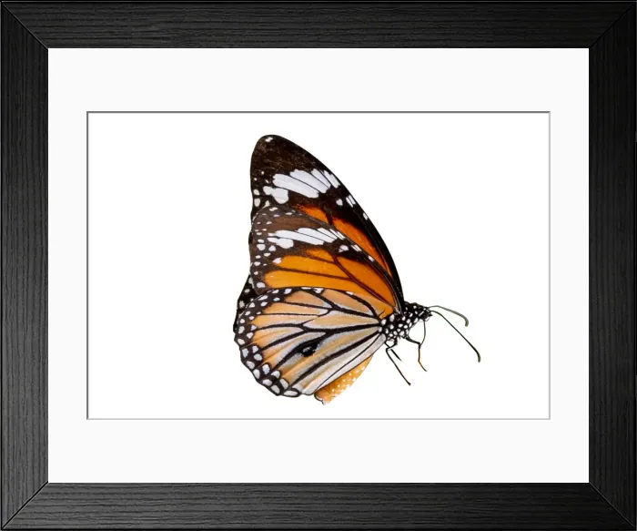 Framed Print : Butterfly on a white background isolate Framed Print : Butterfly on a white background isolate
