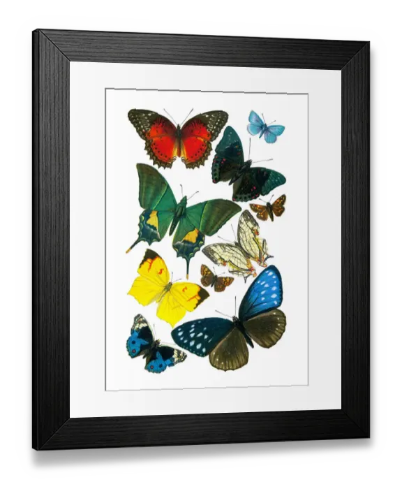 Framed Print : Old lithograph of Butterflies Framed Print : Old lithograph of Butterflies