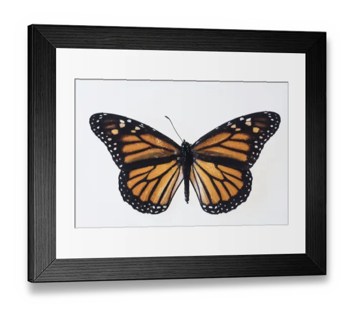 Framed Print : Butterfly on white background Framed Print : Butterfly on white background
