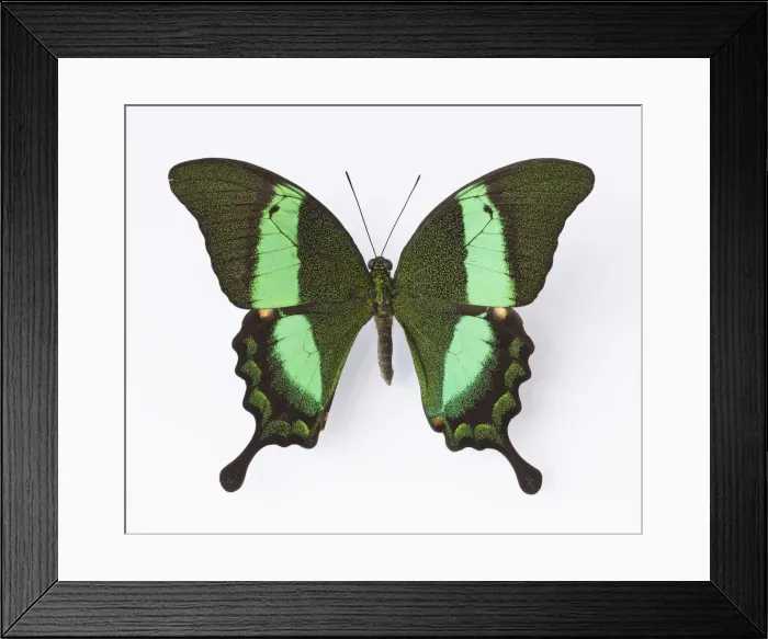 Framed Print : Close up of Emerald Swallowtail butterfly Framed Print : Close up of Emerald Swallowtail butterfly