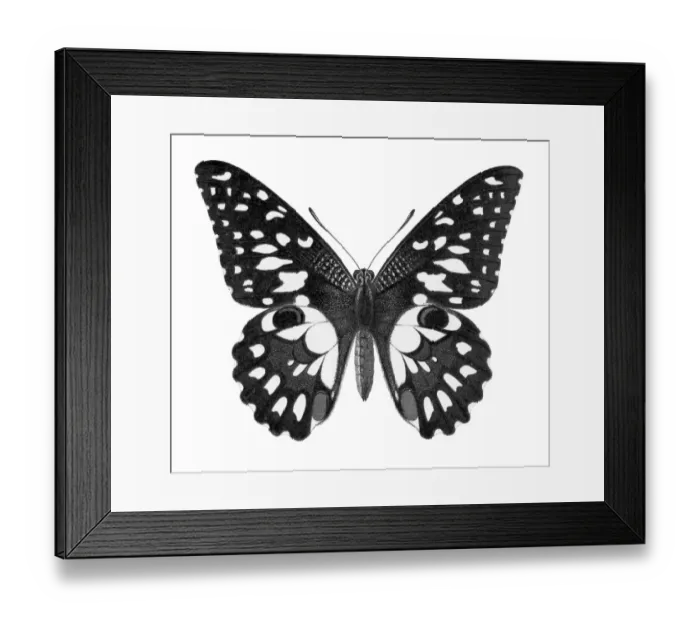 Framed Print : Old chromolithograph illustration of Birdwing Butterfly (Papilio erichthonius)