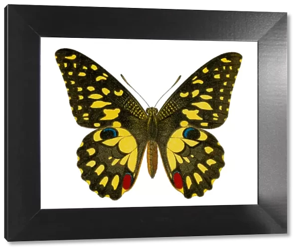Old chromolithograph illustration of Birdwing Butterfly (Papilio erichthonius)