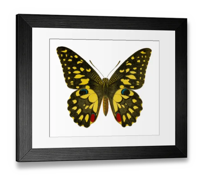 Framed Print : Old chromolithograph illustration of Birdwing Butterfly (Papilio erichthonius) Framed Print : Old chromolithograph illustration of Birdwing Butterfly (Papilio erichthonius)