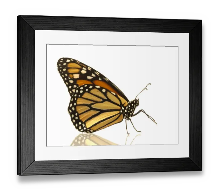 Framed Print : Female monarch butterfly (Danaus plexippus), side view Framed Print : Female monarch butterfly (Danaus plexippus), side view