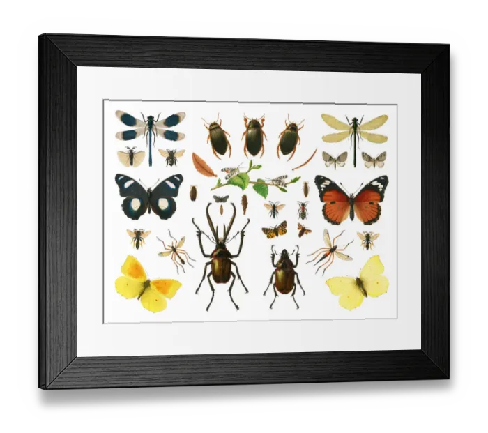 Framed Print : Old chromolithograph illustration of Sexual dimorphism within insects Framed Print : Old chromolithograph illustration of Sexual dimorphism within insects