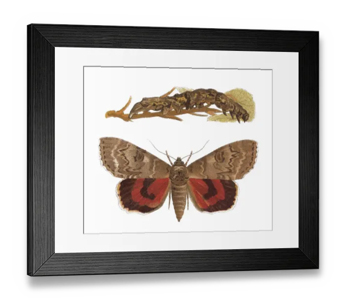 Framed Print : Old chromolithograph of Entomology, red underwing (Catocala nupta)