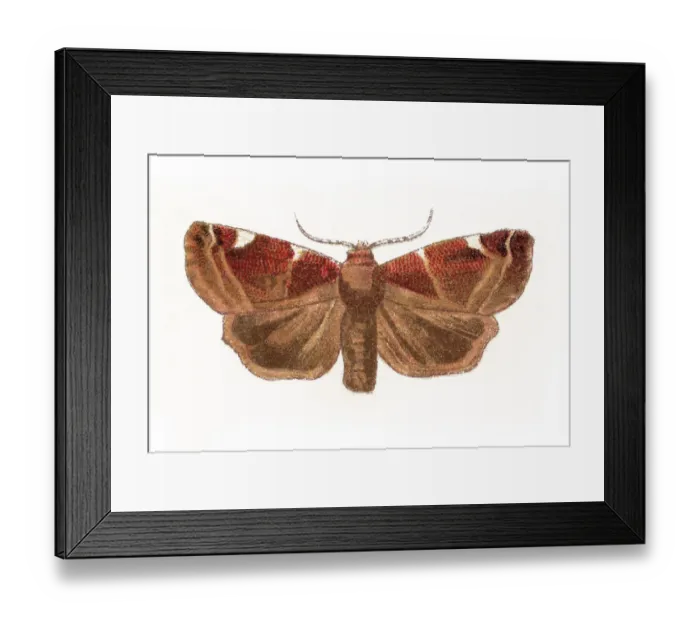 Framed Print : Old chromolithograph of Entomology, white-spotted pinion (Cosmia diffinis) Framed Print : Old chromolithograph of Entomology, white-spotted pinion (Cosmia diffinis)