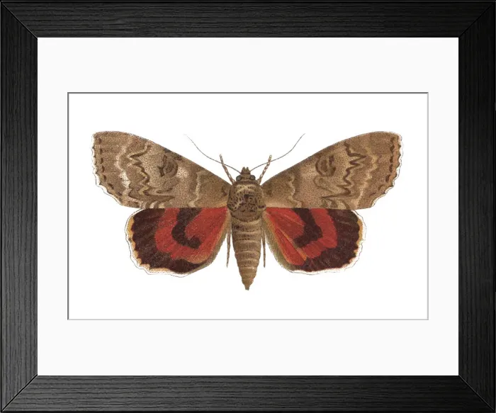 Framed Print : Old chromolithograph of Entomology, red underwing (Catocala nupta)