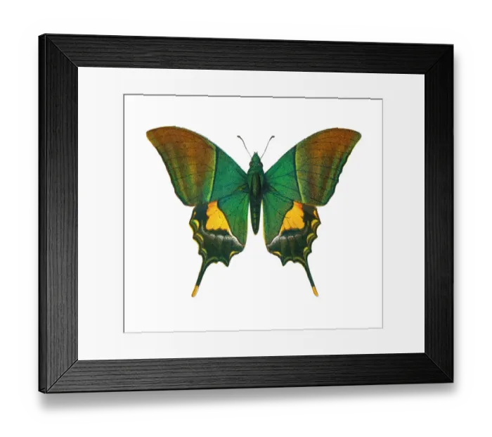 Framed Print : Old lithograph of Entomology, the Kaiser-i-Hind butterfly (Teinopalpus imperialis)