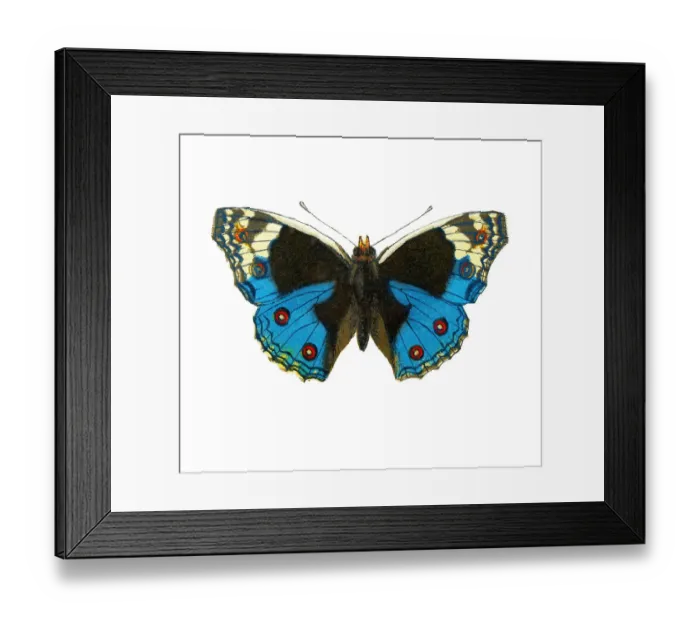 Framed Print : Old lithograph of Entomology, Junonia orithya swinhoei (Pale Blue Pansy) Framed Print : Old lithograph of Entomology, Junonia orithya swinhoei (Pale Blue Pansy)
