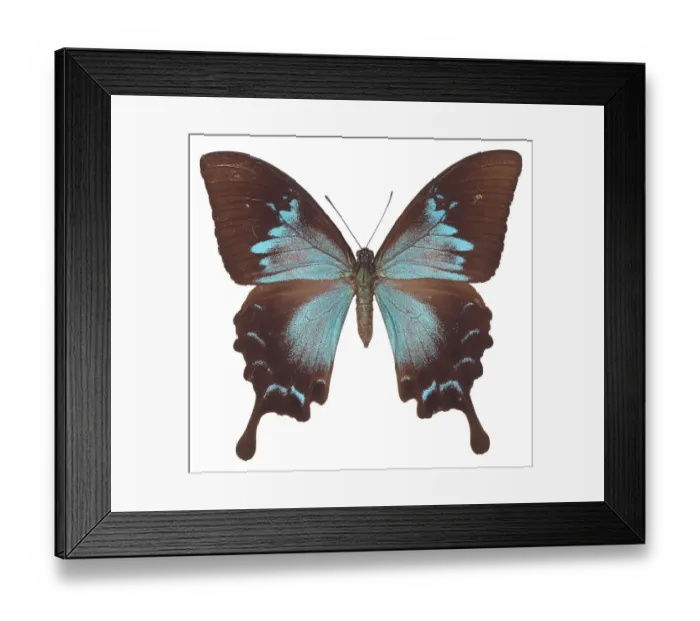 Framed Print : insect, butterfly, swallowtail