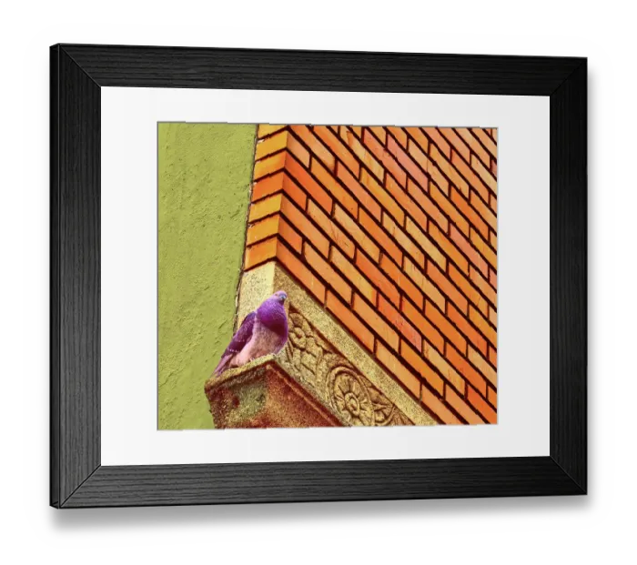 Framed Print : Revivalism and The Pigeon Framed Print : Revivalism and The Pigeon