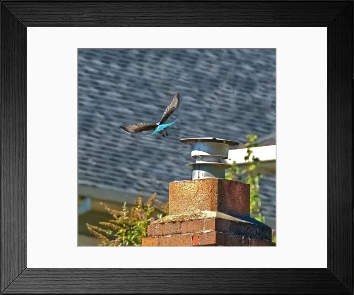 Framed Print : California Srub Jay Away Framed Print : California Srub Jay Away