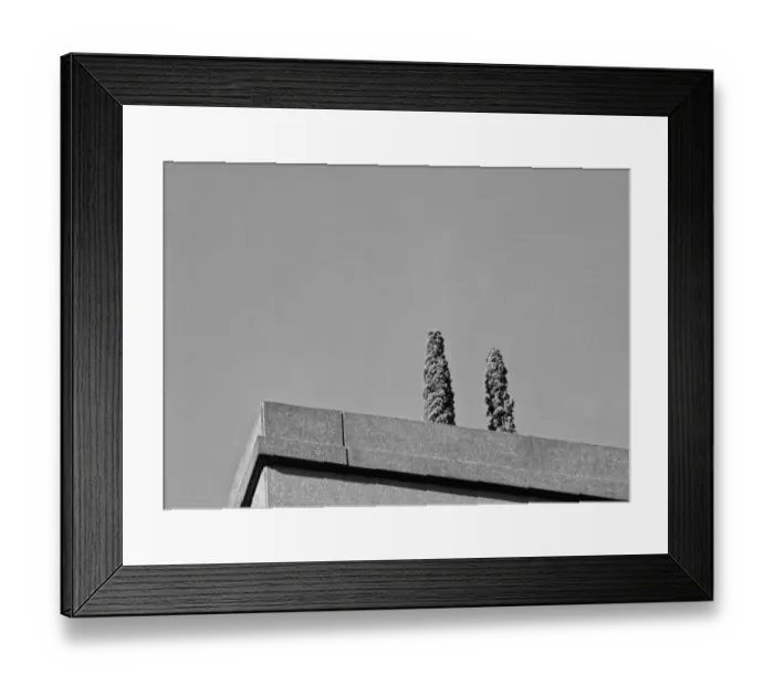 Framed Print : Two Trees. A black and white photograph of two trees on the balcony of Framed Print : Two Trees. A black and white photograph of two trees on the balcony of