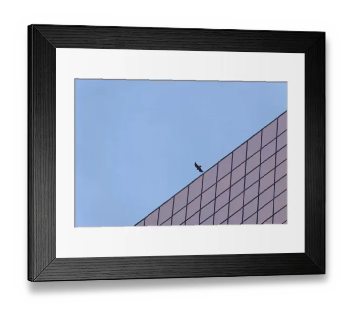 Framed Print : Bird Over Bank Framed Print : Bird Over Bank