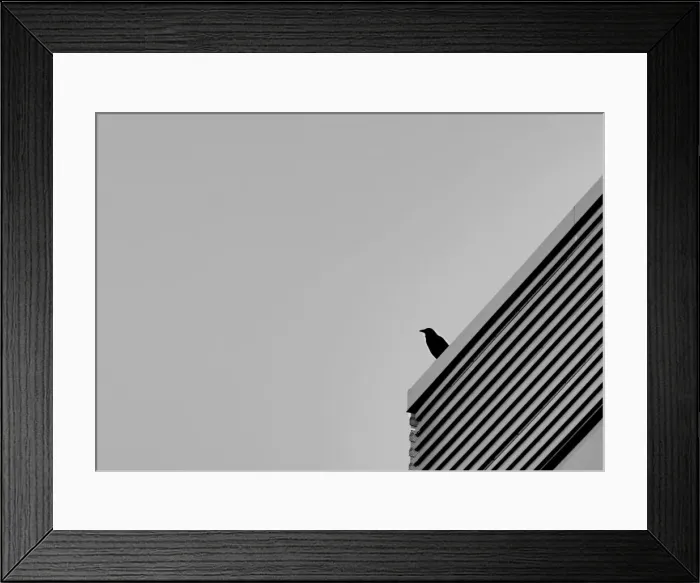 Framed Print : Bird and Building Framed Print : Bird and Building