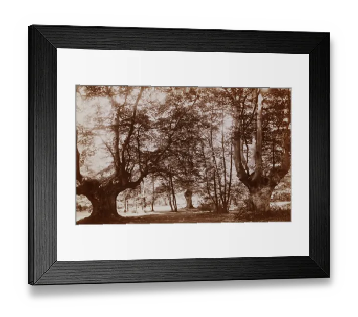 Framed Print : Burnham Beeches Framed Print : Burnham Beeches