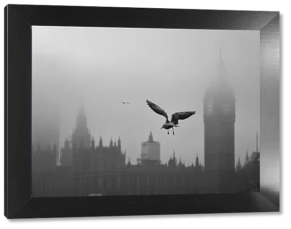 Seagull Over Westminster