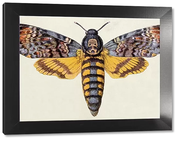 Death s-head Hawk moth (Acherontia atropos), insect animals antique illustration