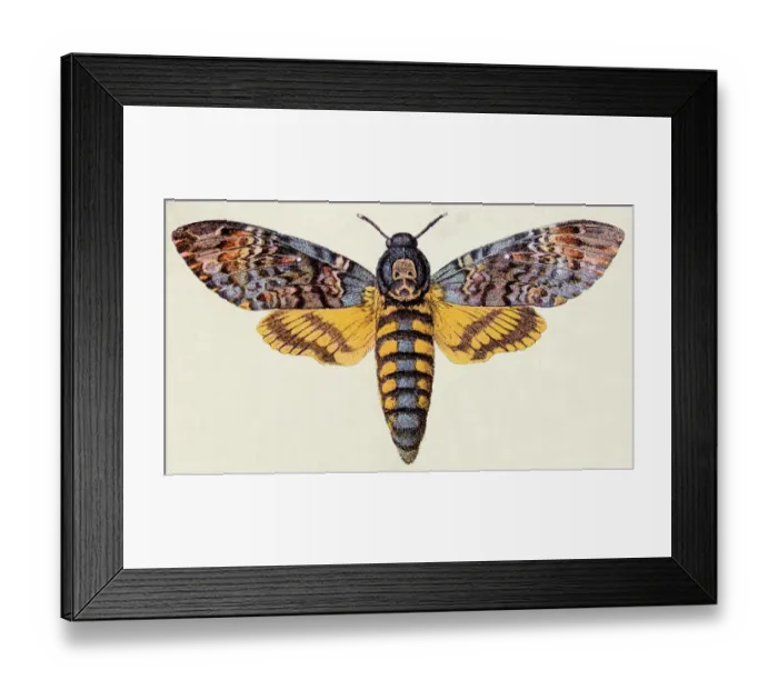 Framed Print : Death s-head Hawk moth (Acherontia atropos), insect animals antique illustration