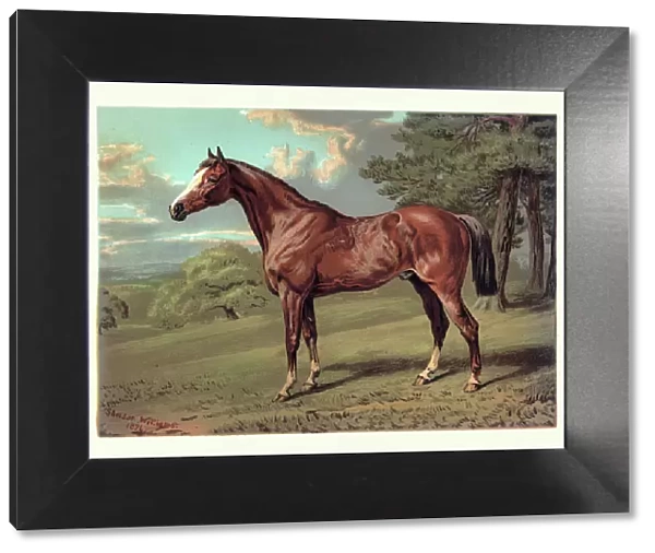 Horse, Stilton a Hunter, 19th Century