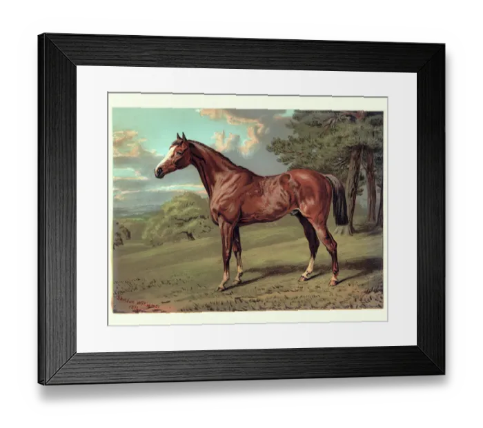 Framed Print : Horse, Stilton a Hunter, 19th Century Framed Print : Horse, Stilton a Hunter, 19th Century