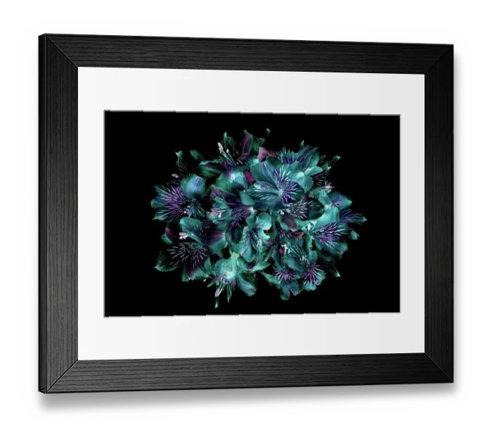 Framed Print : Close-up, creative image of Peruvian lillies also known as Alstromeria against a black background Framed Print : Close-up, creative image of Peruvian lillies also known as Alstromeria against a black background