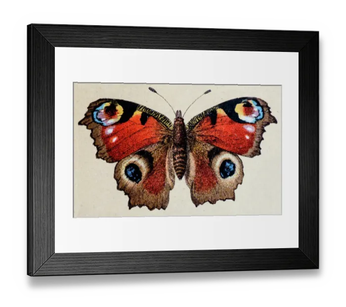Framed Print : European Peacock (Aglais io), insect animals antique illustration Framed Print : European Peacock (Aglais io), insect animals antique illustration