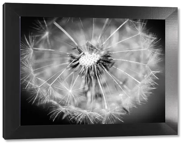 Dandelion macro photography on white and black dramatic abstract nature background. Dark meadow under sunlight