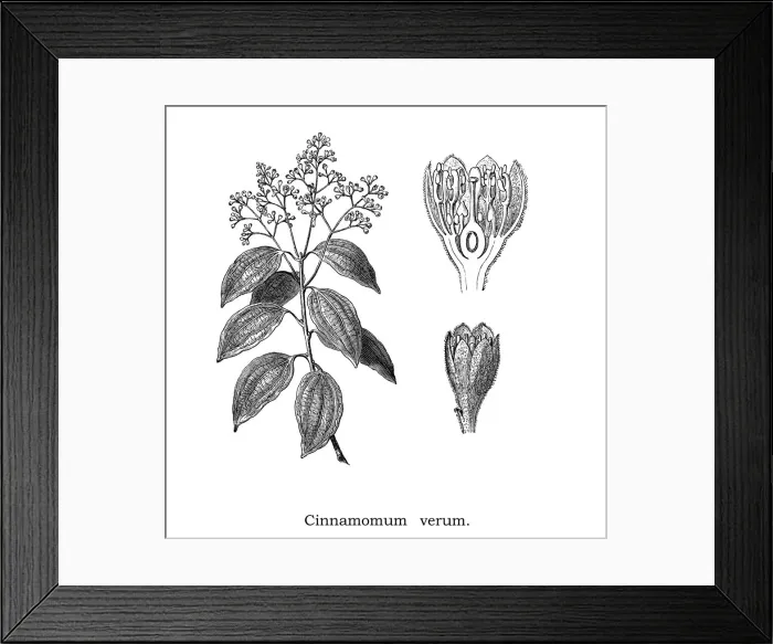Framed Print : Old engraved illustration of Cinnamon, True cinnamon tree (Cinnamomum verum) Framed Print : Old engraved illustration of Cinnamon, True cinnamon tree (Cinnamomum verum)