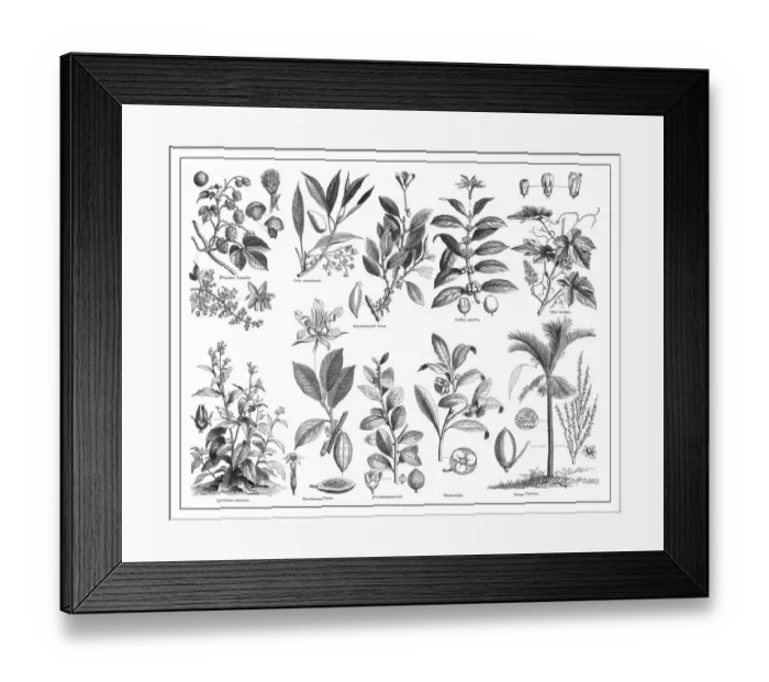 Framed Print : Old engraved illustration of stimulant and psychoactive plants Framed Print : Old engraved illustration of stimulant and psychoactive plants