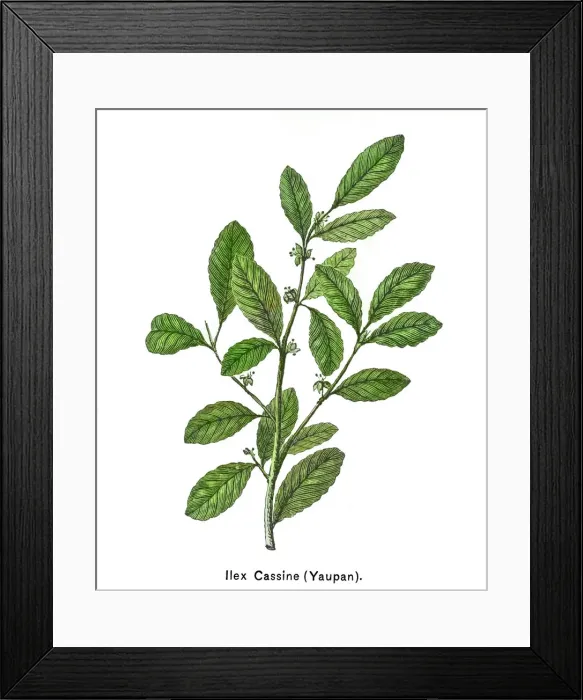Framed Print : Old engraved illustration of Botany, yaupon or yaupon holly (Ilex cassine) Framed Print : Old engraved illustration of Botany, yaupon or yaupon holly (Ilex cassine)