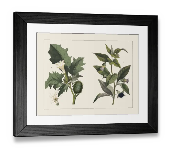 Framed Print : Various poisonous plants (Solanacea), chromolithograph, published in 1891 Framed Print : Various poisonous plants (Solanacea), chromolithograph, published in 1891