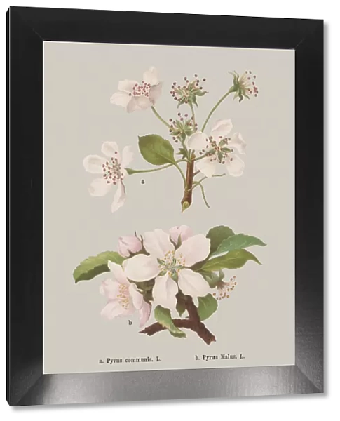 Spring flowers (Rosaceae), chromolithograph, published in 1884