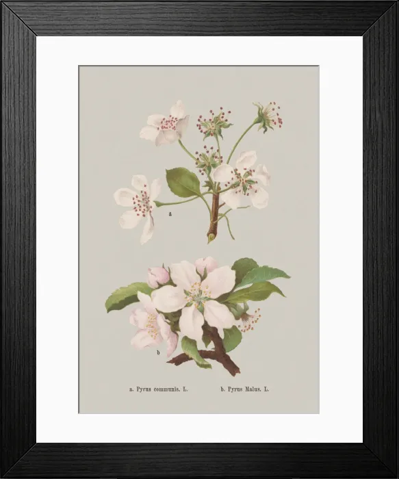 Framed Print : Spring flowers (Rosaceae), chromolithograph, published in 1884 Framed Print : Spring flowers (Rosaceae), chromolithograph, published in 1884