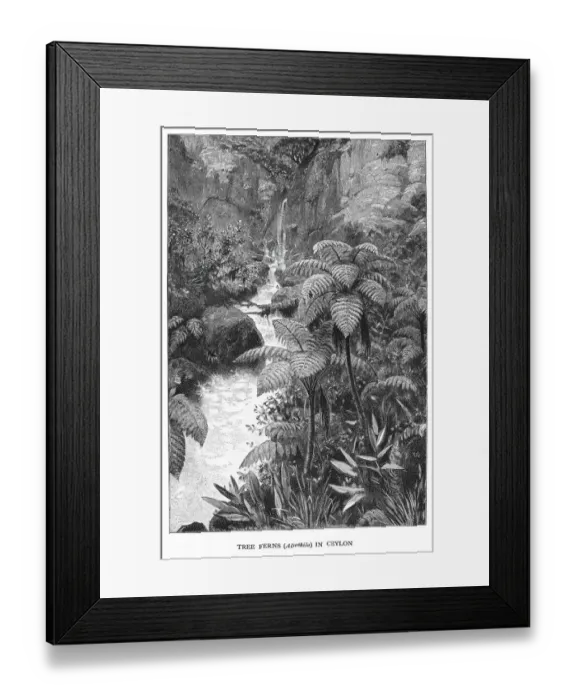Framed Print : Old engraved illustration of tree ferns in Ceylon Framed Print : Old engraved illustration of tree ferns in Ceylon