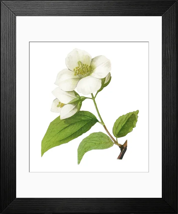 Framed Print : Old chromolithograph illustration of Botany, mock-orange (Philadelphus grandiflorus) Framed Print : Old chromolithograph illustration of Botany, mock-orange (Philadelphus grandiflorus)