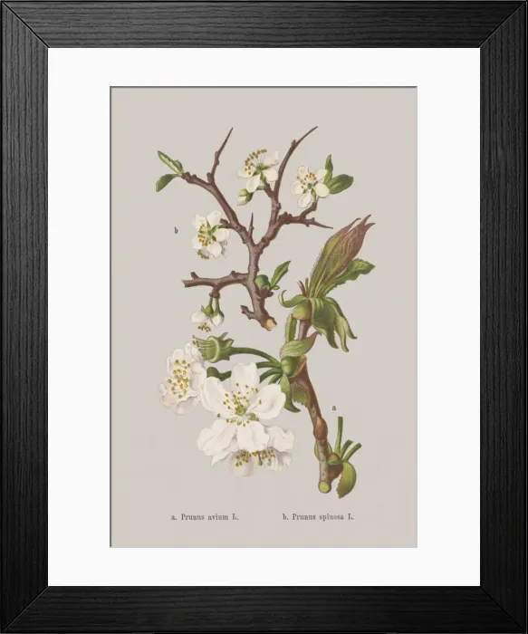 Framed Print : Spring flowers (Rosaceae), chromolithograph, published in 1884 Framed Print : Spring flowers (Rosaceae), chromolithograph, published in 1884