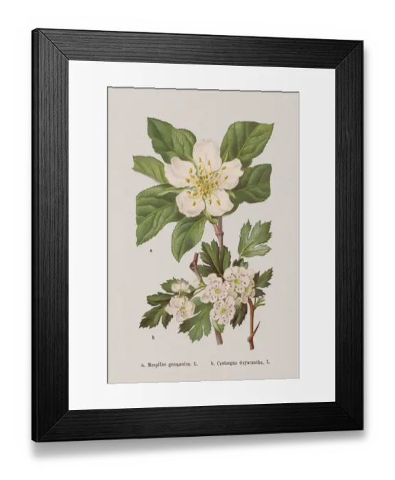 Framed Print : Spring flowers (Rosaceae), chromolithograph, published in 1884 Framed Print : Spring flowers (Rosaceae), chromolithograph, published in 1884