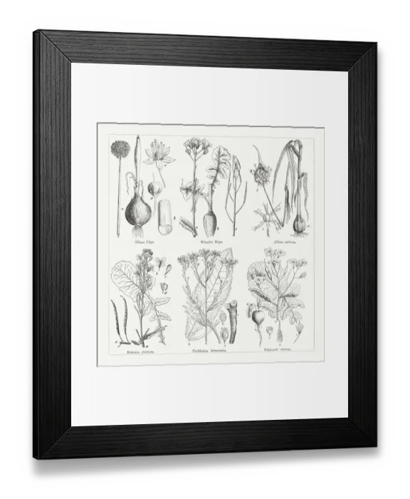 Framed Print : Various vegetables, wood engravings, published in 1884 Framed Print : Various vegetables, wood engravings, published in 1884