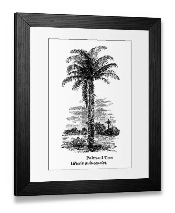 Framed Print : Old engraved illustration of oil palm, African oil palm or macaw-fat (Elaeis guineensis) Framed Print : Old engraved illustration of oil palm, African oil palm or macaw-fat (Elaeis guineensis)