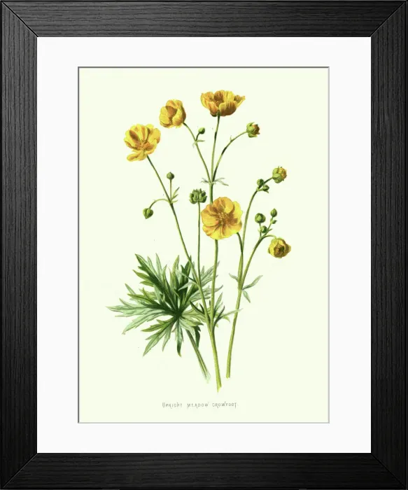 Framed Print : Upright Meadow Crowfoot, meadow buttercup, Ranunculus Acris, Wildflower, Flower, Floral art Framed Print : Upright Meadow Crowfoot, meadow buttercup, Ranunculus Acris, Wildflower, Flower, Floral art