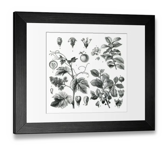 Framed Print : Vine plant mate tea drawing 1896 Framed Print : Vine plant mate tea drawing 1896