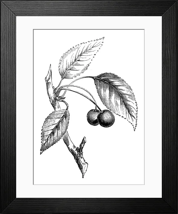Framed Print : Antique illustration of wild cherry tree Framed Print : Antique illustration of wild cherry tree