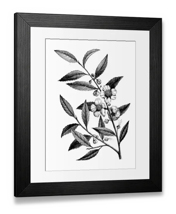 Framed Print : Antique botany illustration: tea crop Framed Print : Antique botany illustration: tea crop