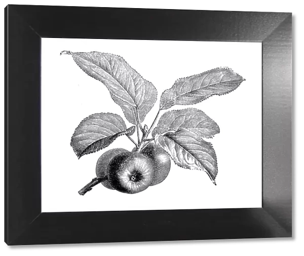 Botany plants antique engraving illustration: Apple Tree