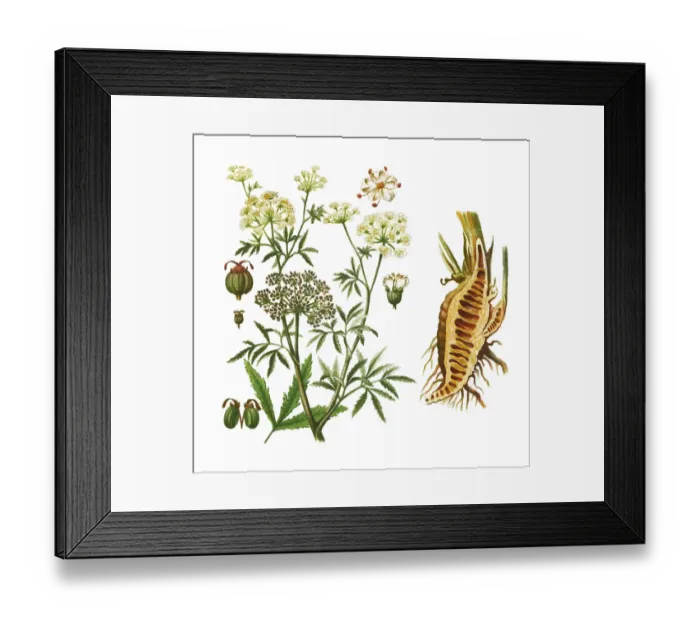 Framed Print : Old engraved illustration of cowbane (Cicuta virosa) - several poisonous plant Framed Print : Old engraved illustration of cowbane (Cicuta virosa) - several poisonous plant