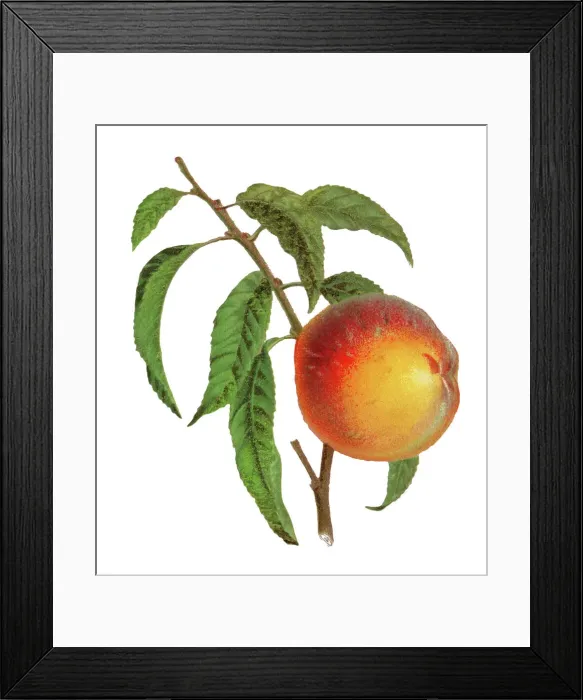Framed Print : Old engraved illustration of a peach fruit