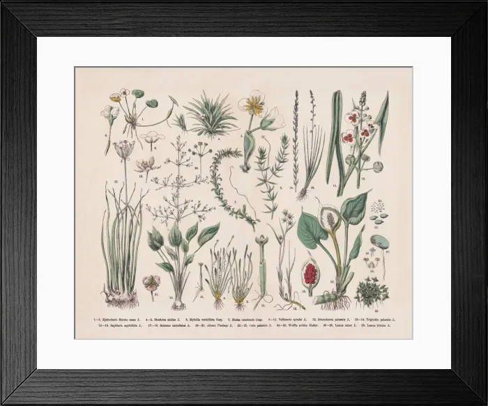 Framed Print : Water plants, hand-colored wood engraving, published in 1887 Framed Print : Water plants, hand-colored wood engraving, published in 1887
